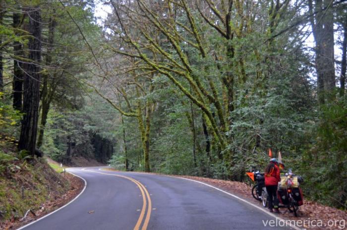 Avenue of the Giants