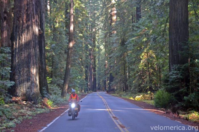 Avenue of the Giants