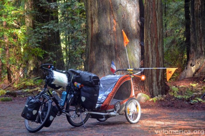 Avenue of the Giants